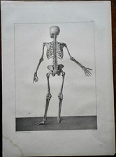 ANATOMIE MEDECINE BOURGERY