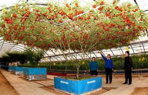Arbre tomates géantes - À,
