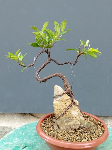 Bonsaï ficus 16 cm - 36,