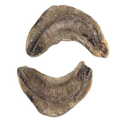 Pierre fossile poisson - de,