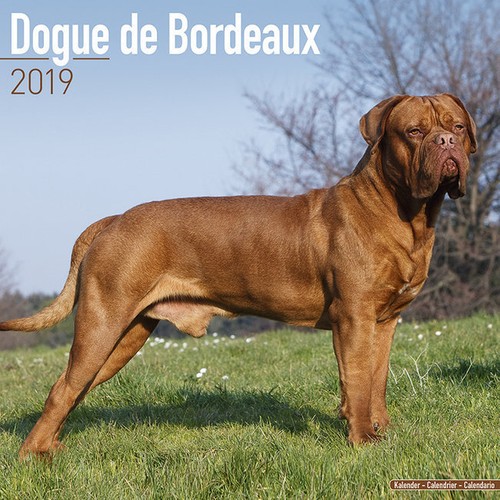 Calendrier 2019 dogue - calendrier,