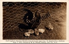 Real Photo Leghorn Bantam Rooster Hatched 5 Chicks At Sidney NY RPPC U288