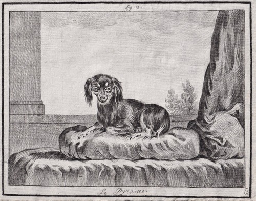 Dessin chien king charles - king,