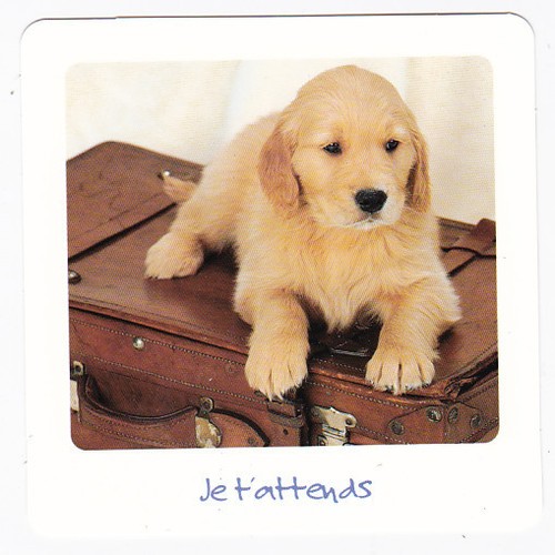 Chien chiot chiens - chien,