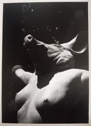 Femme tete cochon - a,