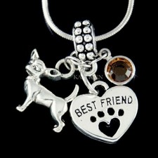 Chihuahua Chien Meilleur Ami