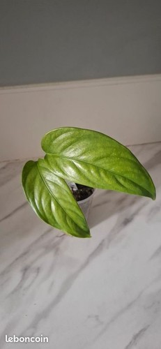 Monstera filamentous bouture