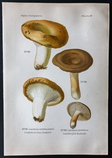 1891 - Planche couleur