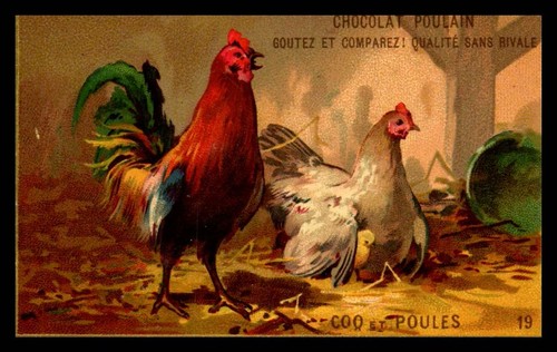 Chromos poulain coq et - chromos,