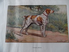 Gravures :  Chien de chasse 