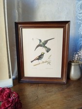 Magnifique Gravure Ancienne d'Oiseaux Exotiques (Septicolor & Colibri)