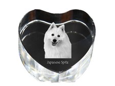 Spitz japonais cœur de