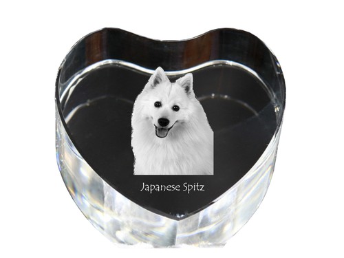 Spitz japonais cœur - , de