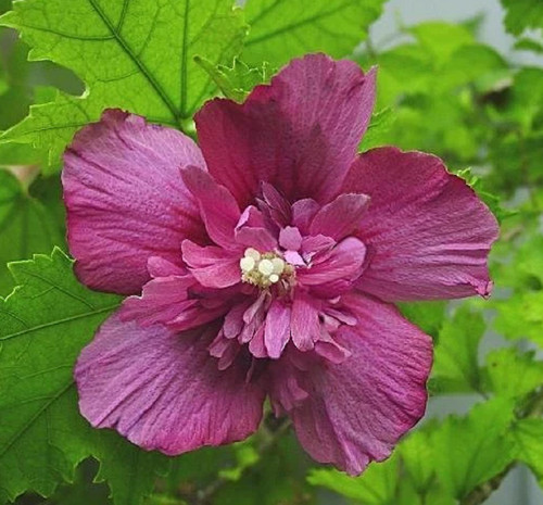 Graines althea rouge - althea, double