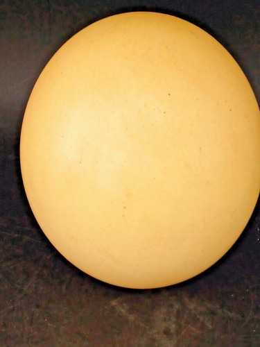 Oeuf autruche vide - oeuf,