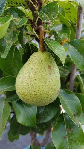Pyrus communis garden pearl - pyrus,