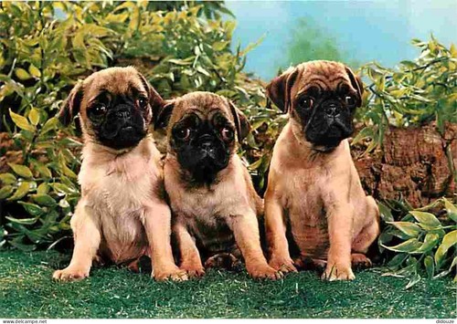 Carte postale animaux - animaux,