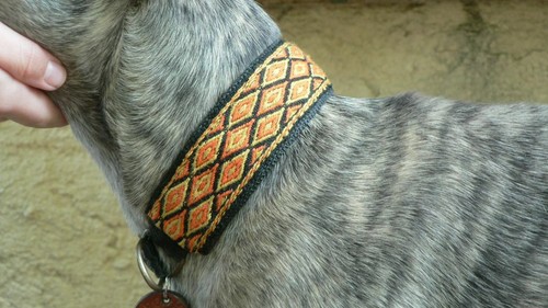 Collier pour chien lévrier - chien,,