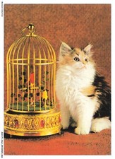 ASHP1-0034-CAT - A CAT NEAR A BIRD CAGE
