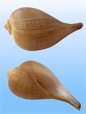 Ficidae, Ficus gracilis, Negros, Philippines, 157.2mm, LARGE, SUPER QUALITY