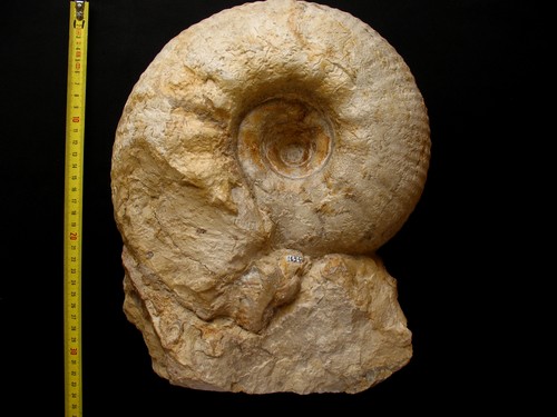 Ammonite kimméridgien - kimméridgien,