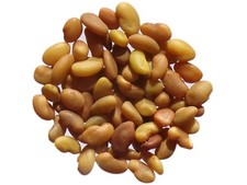 Luzerne - Medicago Sativa L. -