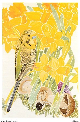 Postcard animals birds - animals,