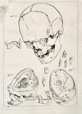 GAMELIN, crâne, dents, ostéologie, corps humain, médecine, squelette, anatomie