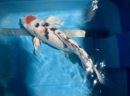 20inch tancho sanke butterfly - 20inch,