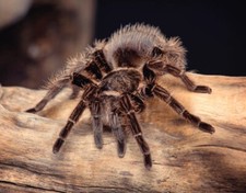 3D Aimant Mygale pour