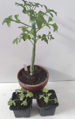 Senecio articulé sénecios - senecio, articulé/