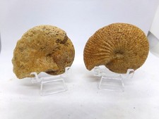 2 ammonites fossiles différentes