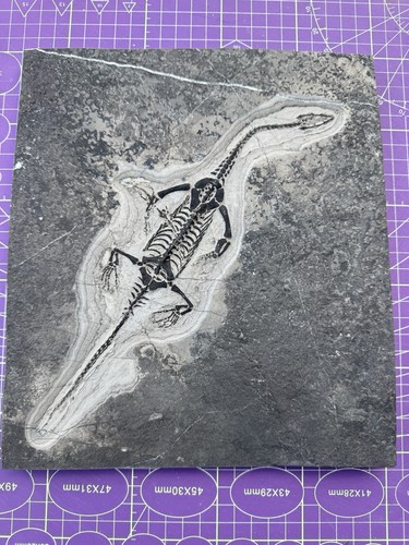 Reptile marin fossile - reptile, marin-🦎fossile