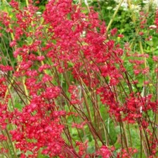 CORAL BELLS BRESSINGHAM HYBRIDES - ALUM ROOT Heuchera sanguinea 100+ graines ...