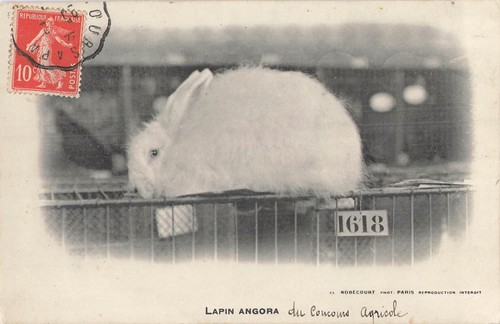 Lapin angora 52632 - cp,
