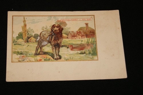 Chien griffon arret - d'arret, poil