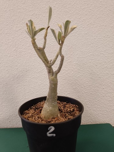 Adenium obesum greffé - adenium, rose