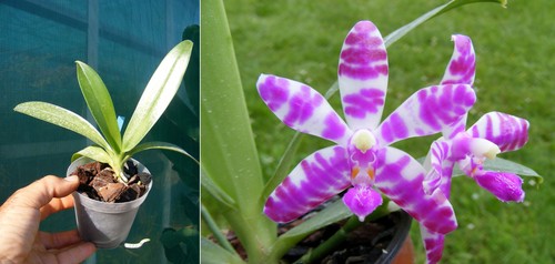 Phalaenopsis lueddemanniana