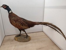 Taxidermie Beau Faisan
