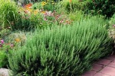 Organic Rosemary Herb Plants LIVE dipped Cuttings MULTIPLES 10" each FAST SHIP