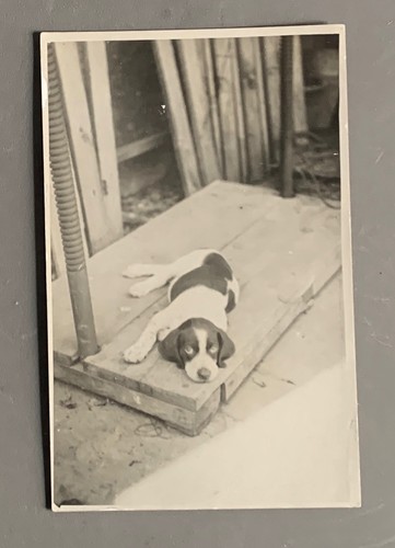 Carte photo chien bocker - carte,