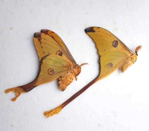 Couple papillons argema - couple,