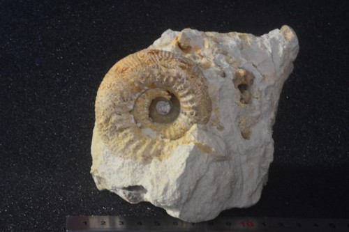Superbe ammonite stephanoceras - superbe,