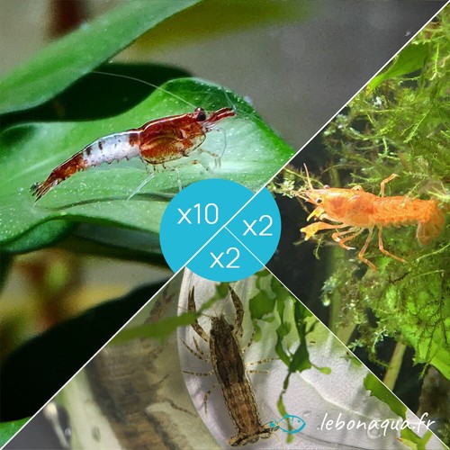 Lot crevettes rili - 10,