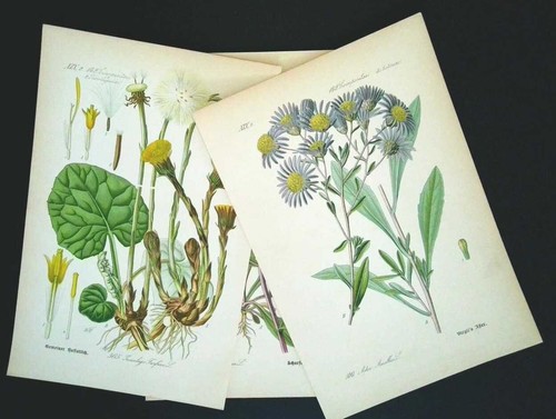 1886 lithographies 3er - lithographies,