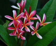 3 graines de FRANGIPANIER