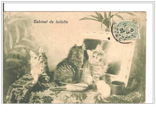 Cats toilet cabinet - cats.toilet, cabinet.kittens