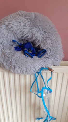 Lot accessoires chien neuf - lot,