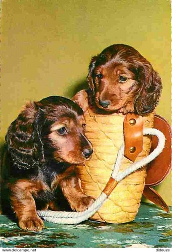 Carte postale animaux - -,