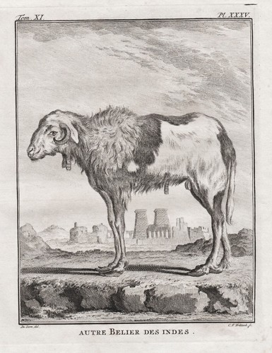 Bélier indien mouton - indien,,